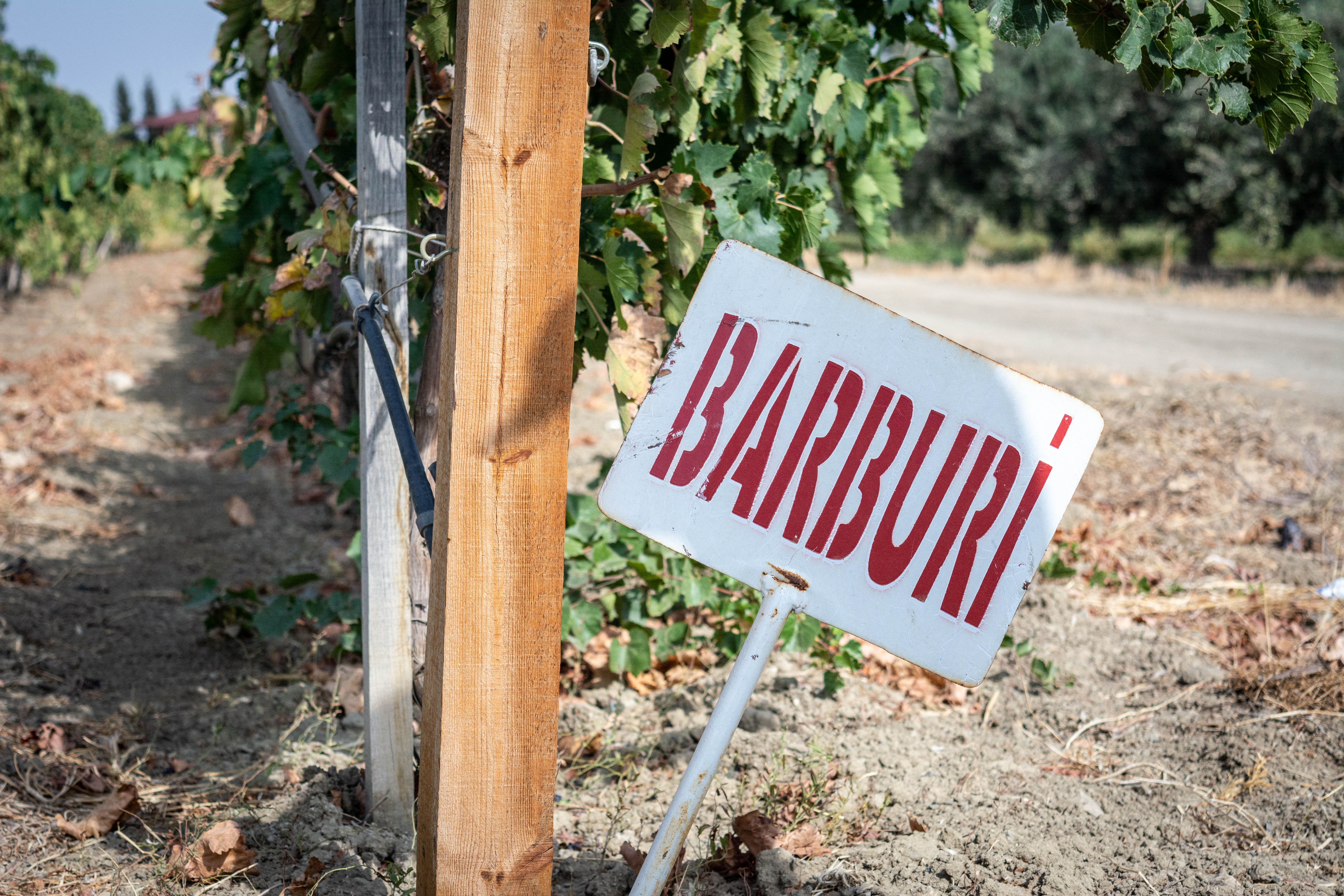 Barburi - Antioche Winery